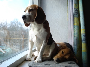 Beaglerne bliver beundret