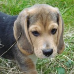 Hunde 030 Hunde 030