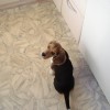 Beagles 2007 (2)