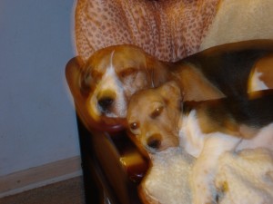 Hunde 064