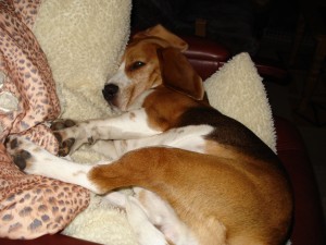 Hunde 093