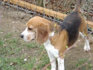 Hunde 180