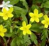 anemone anemone