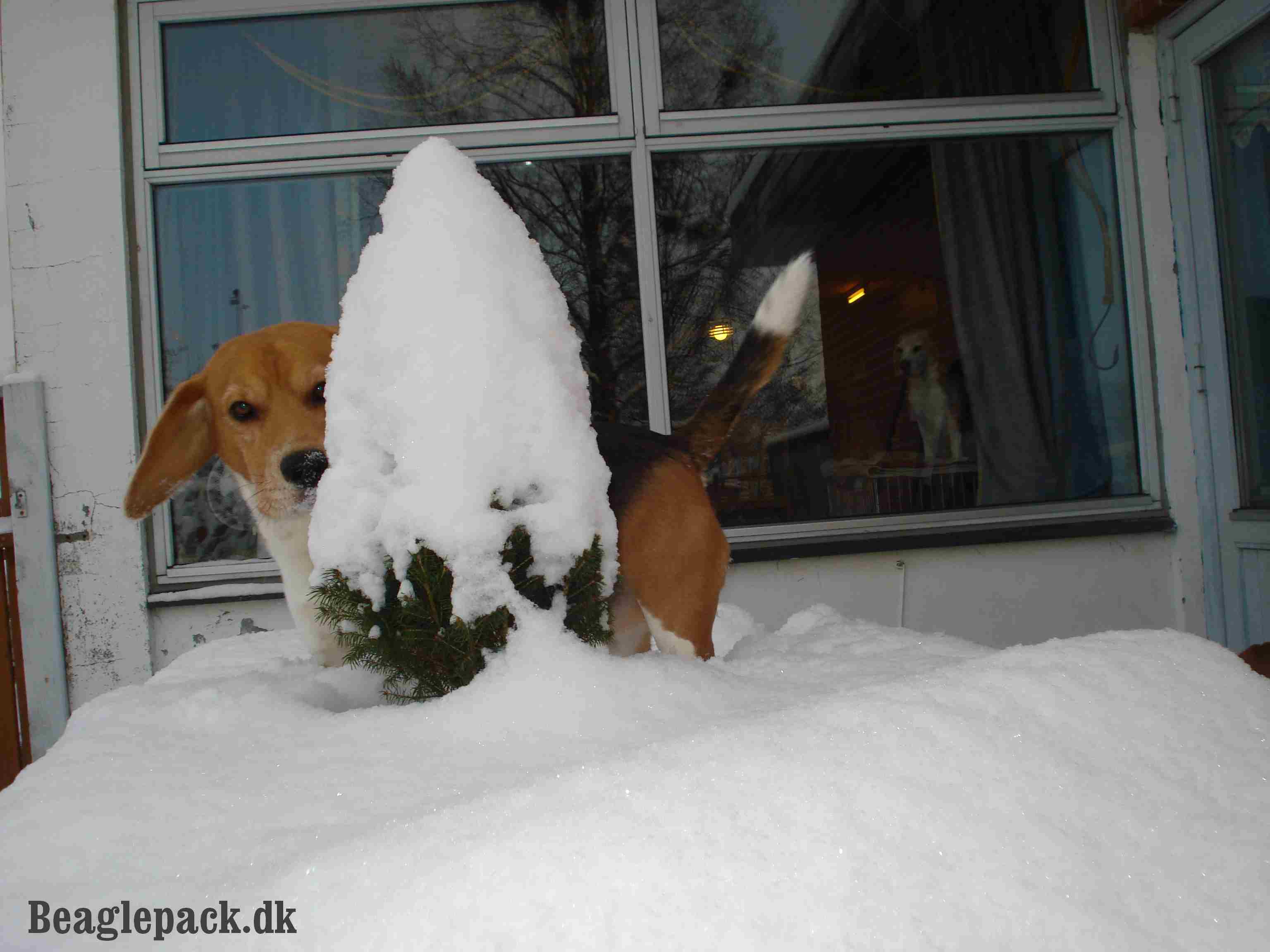Oscar jan. 2013 titte bøhh