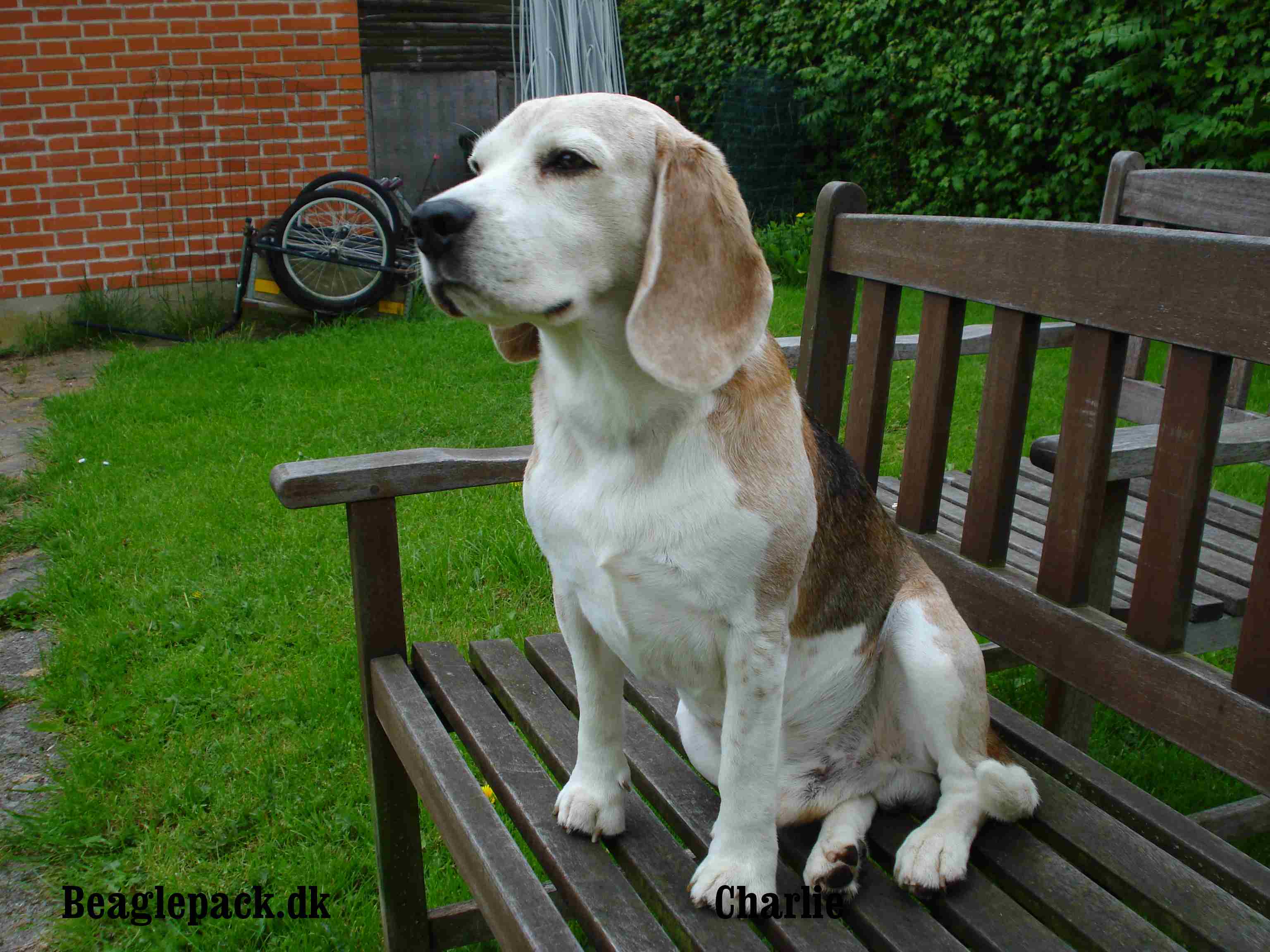 Charlie juni 2013