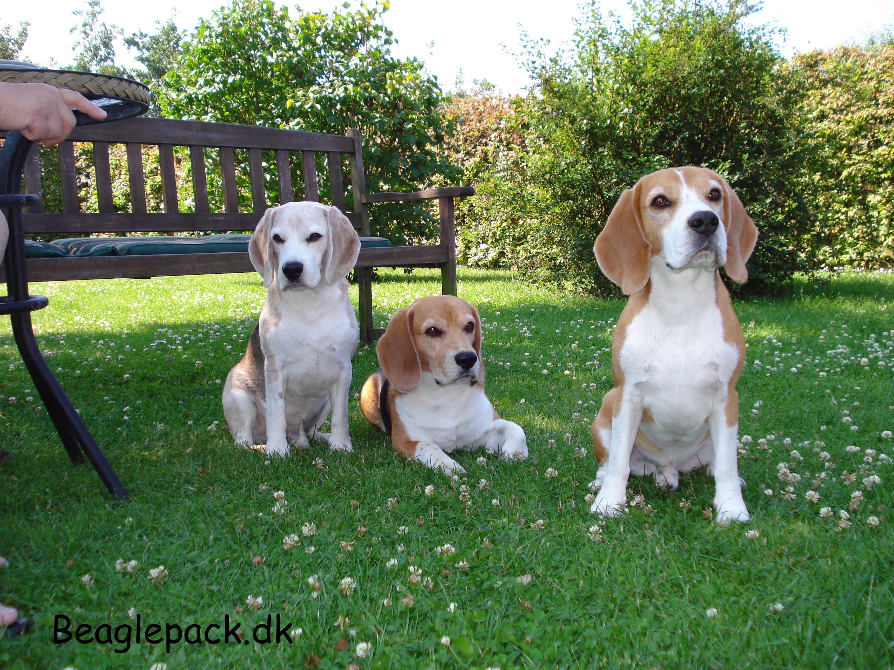 Beaglepack
