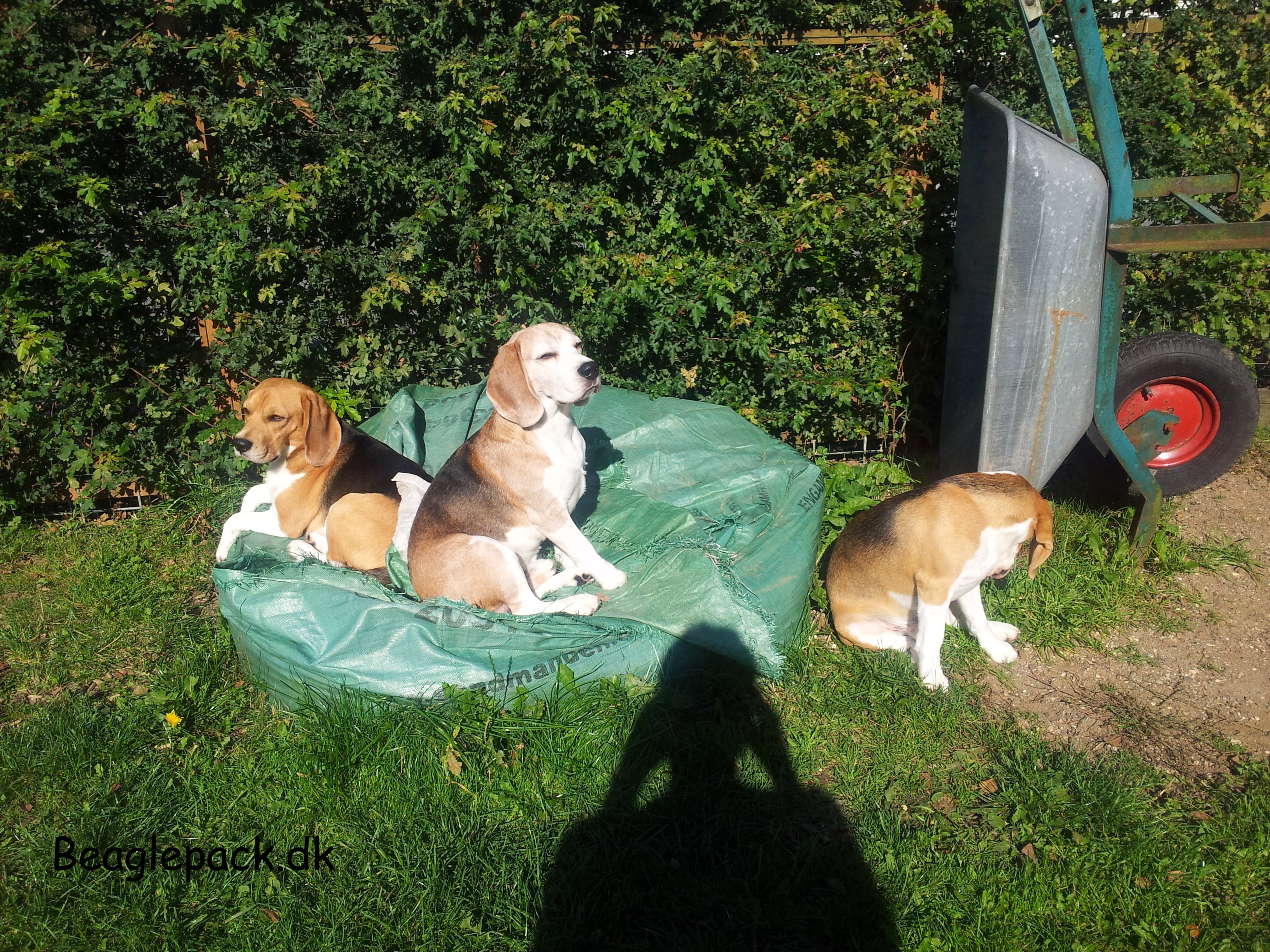 Beaglepack (2012)