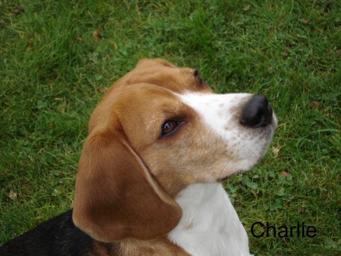 Charlie sommer 2008