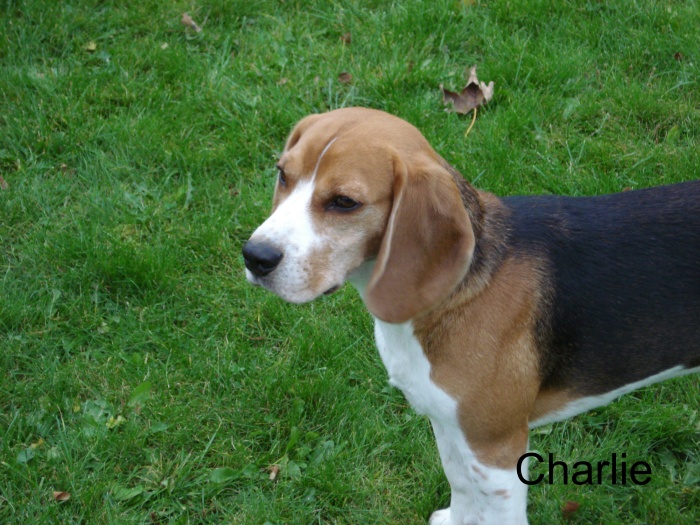 Charlie sommer 2008
