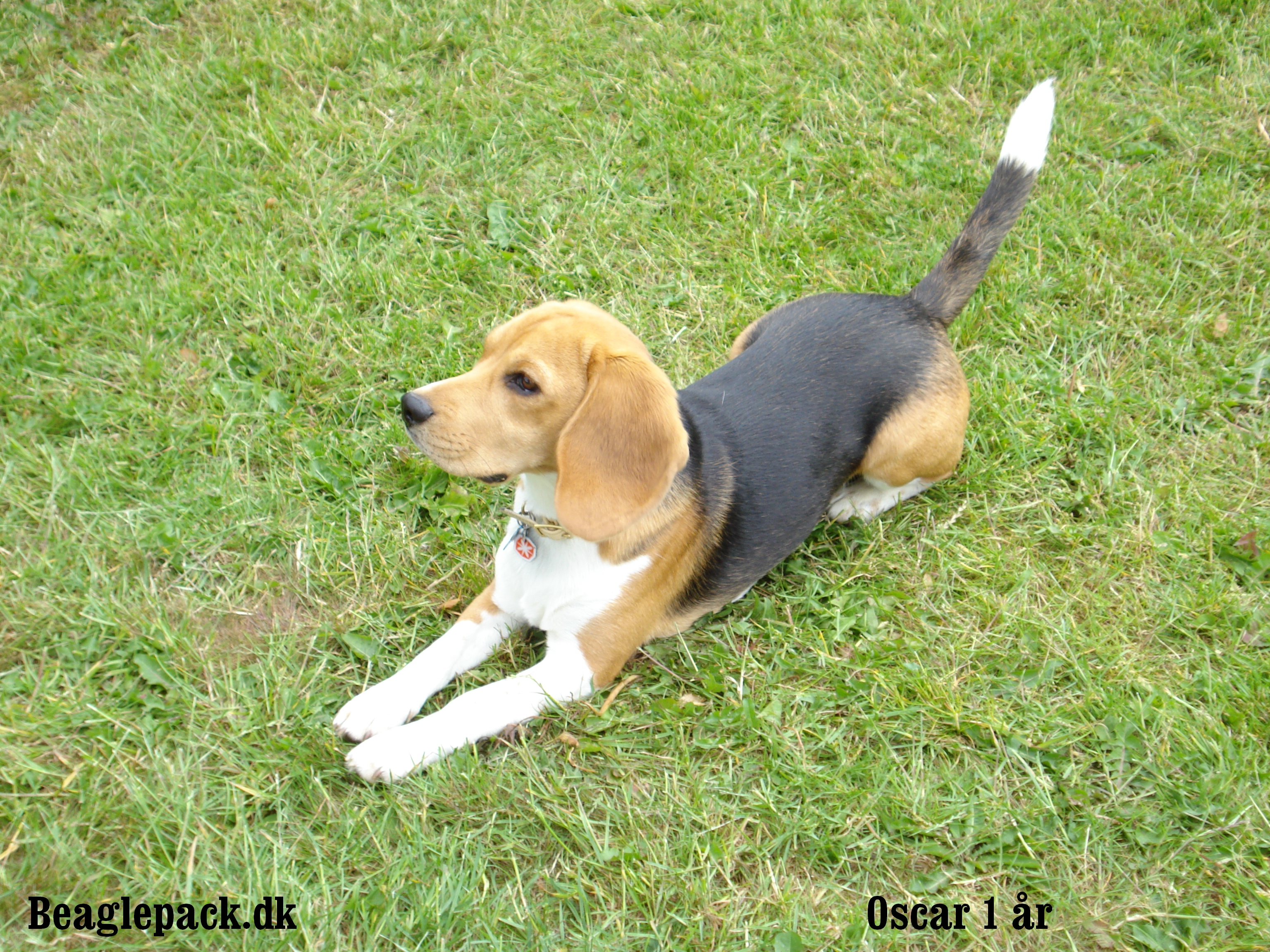 Oscar 1 år gammel