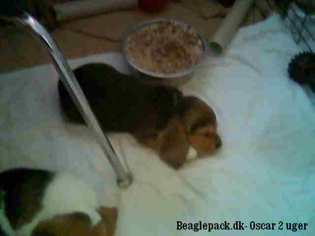 5 uger gammel