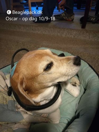 Oscar er nu blevet opereret!