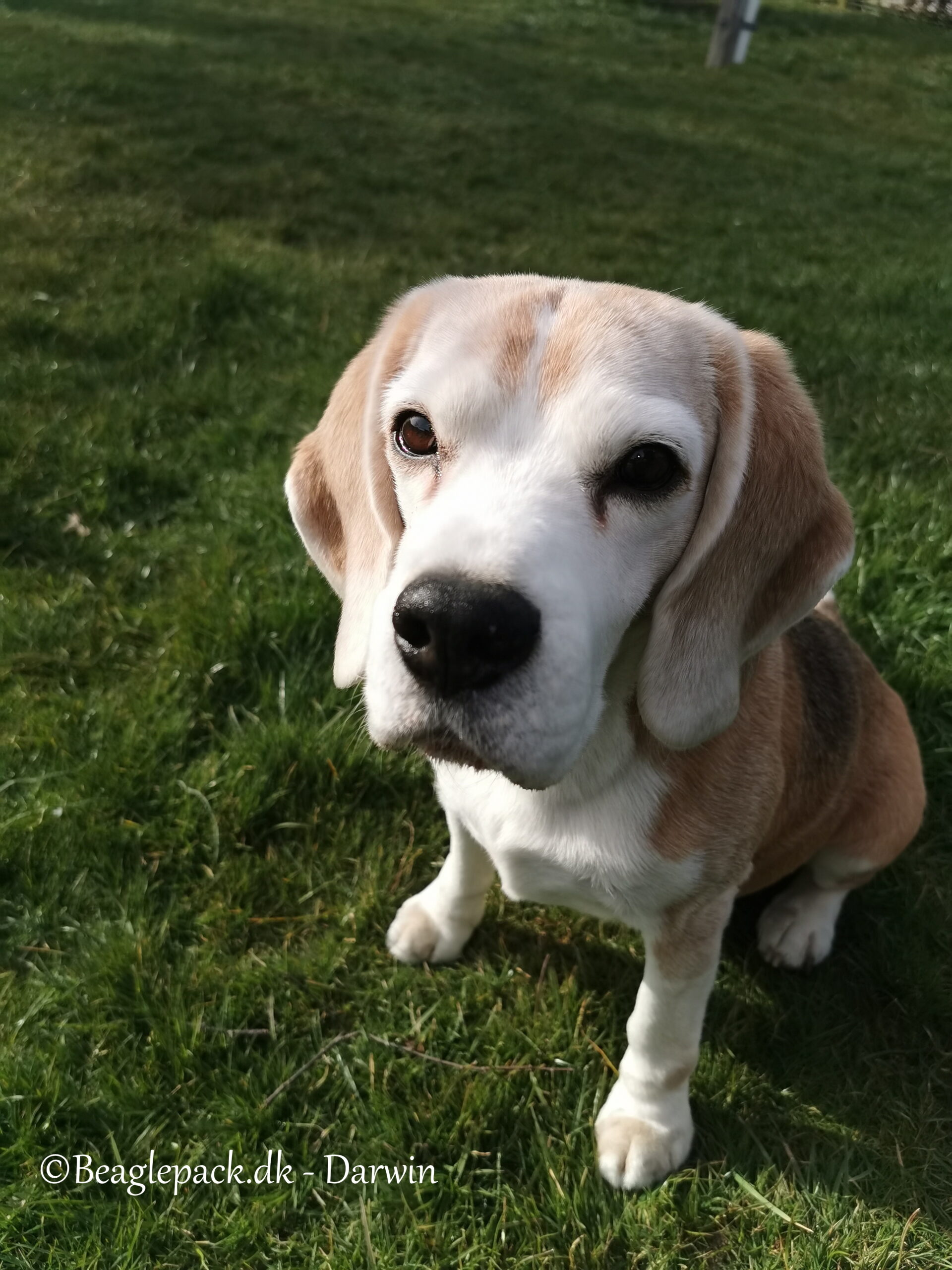 Darwin  12 år