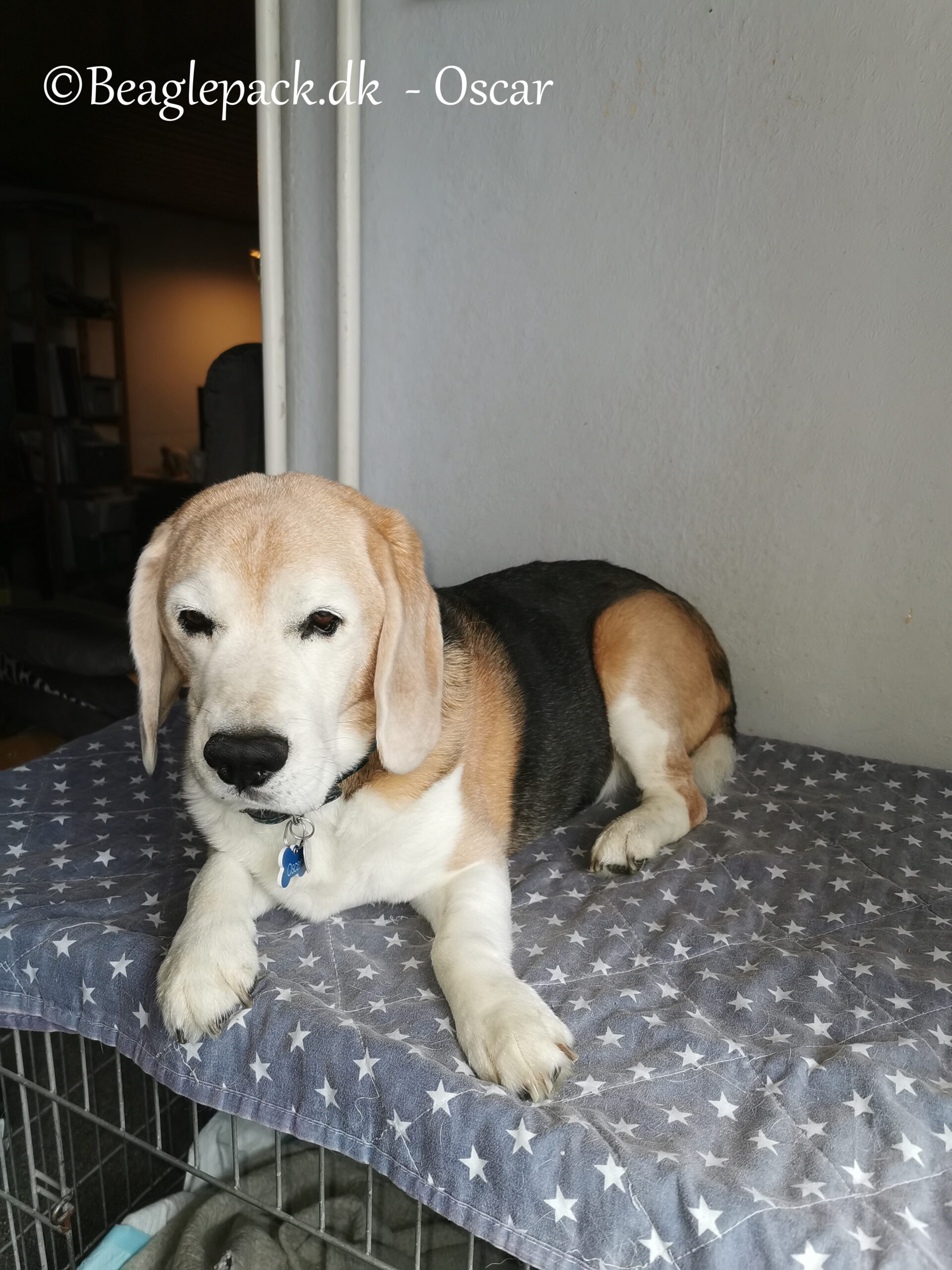 Min snart 15 årige Oscar