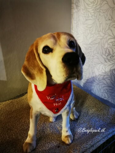 Darwin og Beaglepack.dk