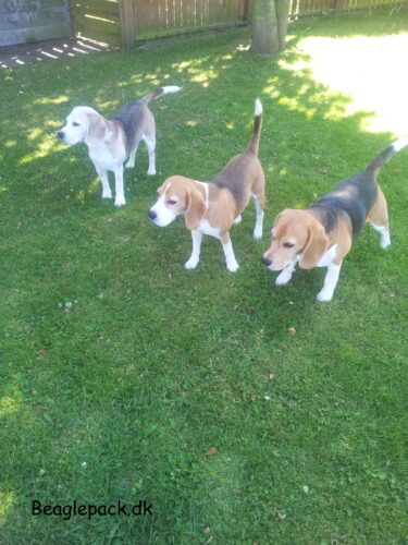 National beagle day 2023