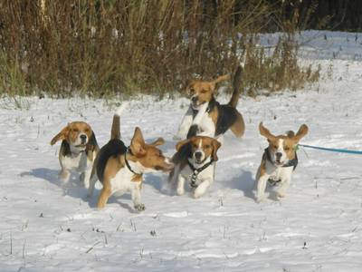 beagles1