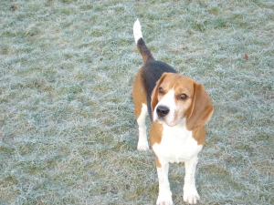 charlie6
