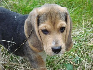 Hunde 030 Hunde 030