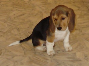Hunde 040