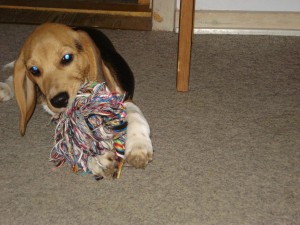 Hunde 101
