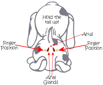 anal kirtel