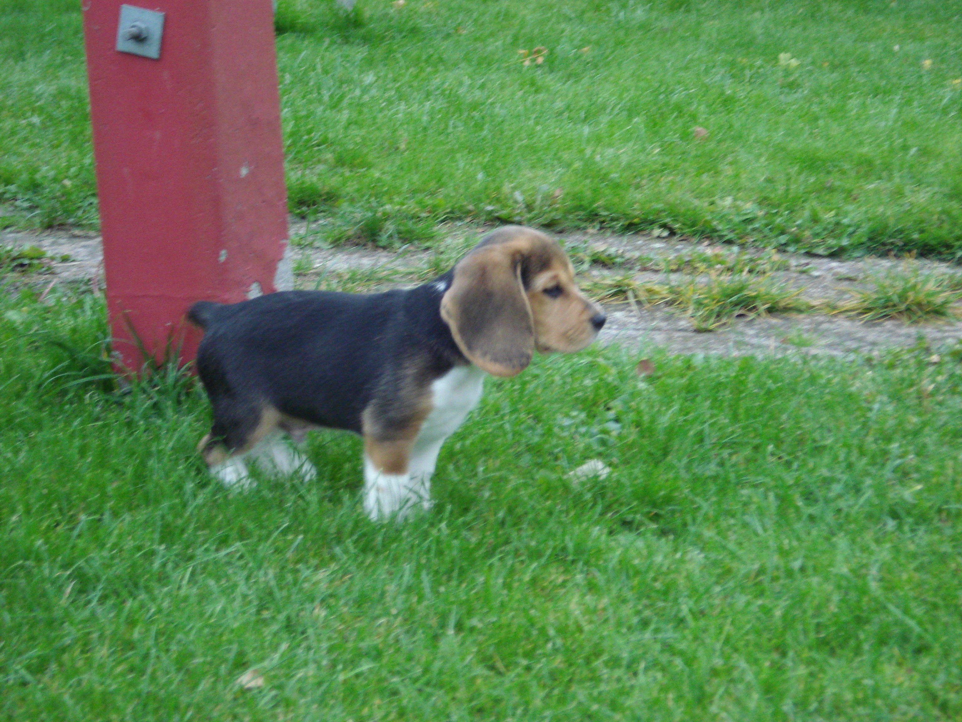 Oscar 9 uger