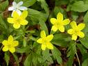 anemone