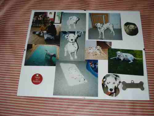 Pongo