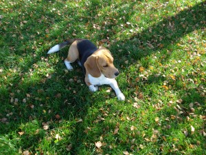 Oscar