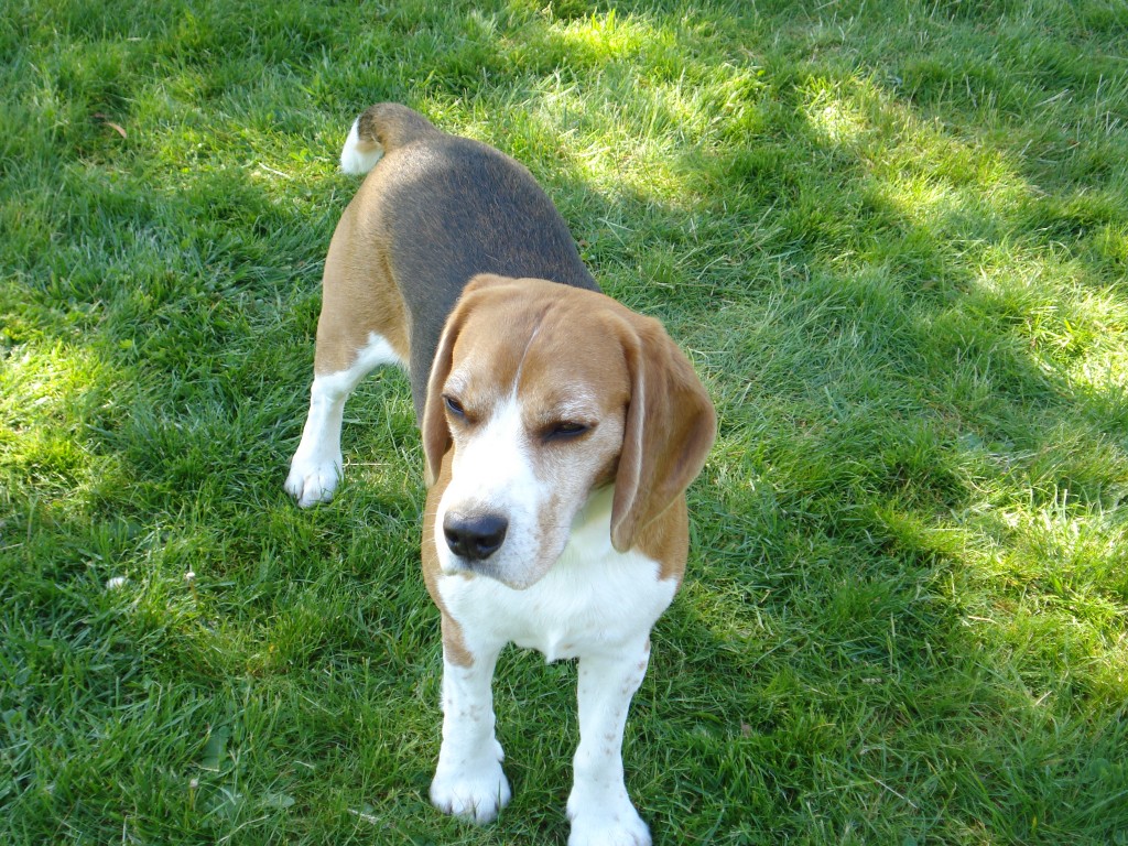 Charlie efteråret 2007