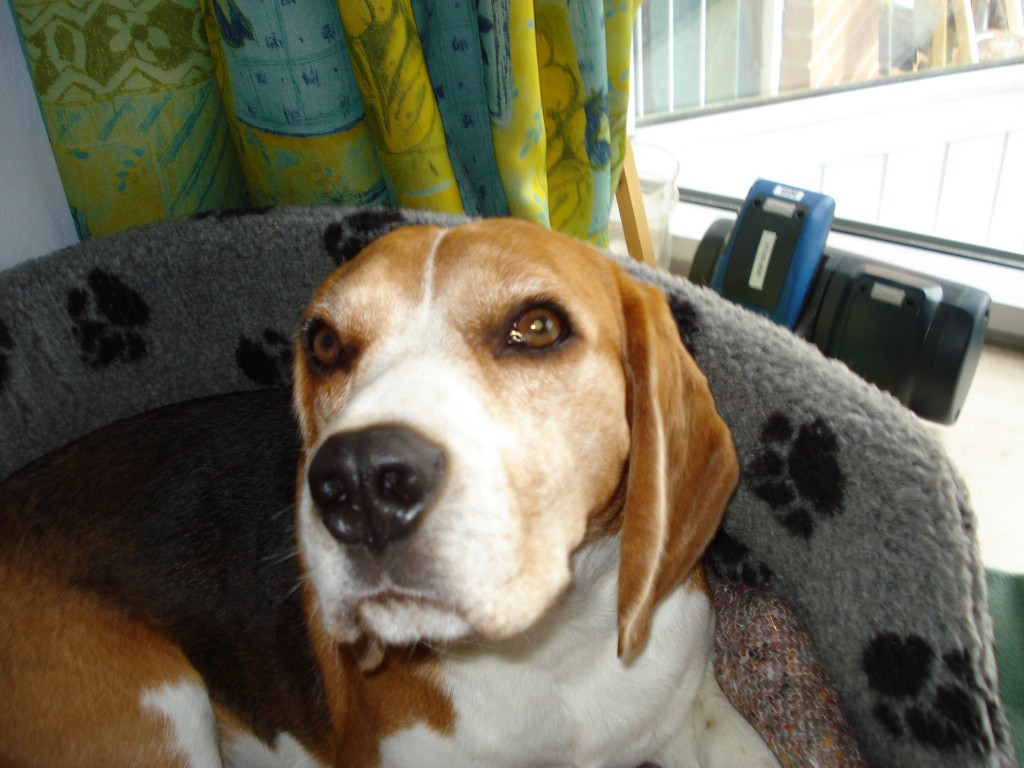 Charlie sommer 2008