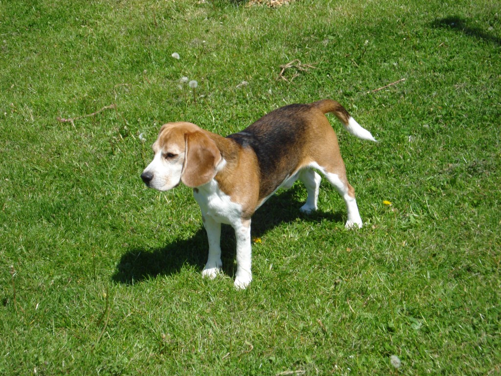 Charlie sommer 2009