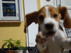 darwin 8 uger
