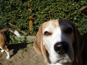 Charlie