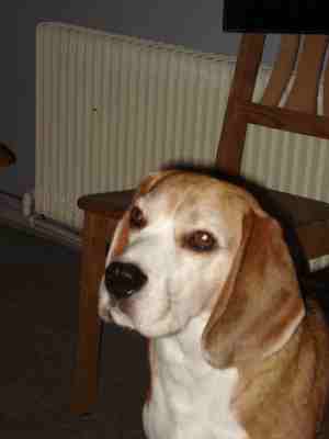 charlie dec. 2009
