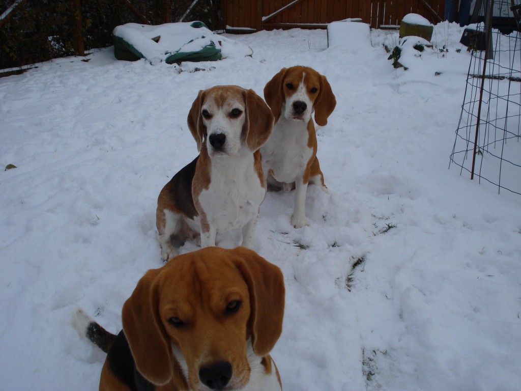 Beaglepack