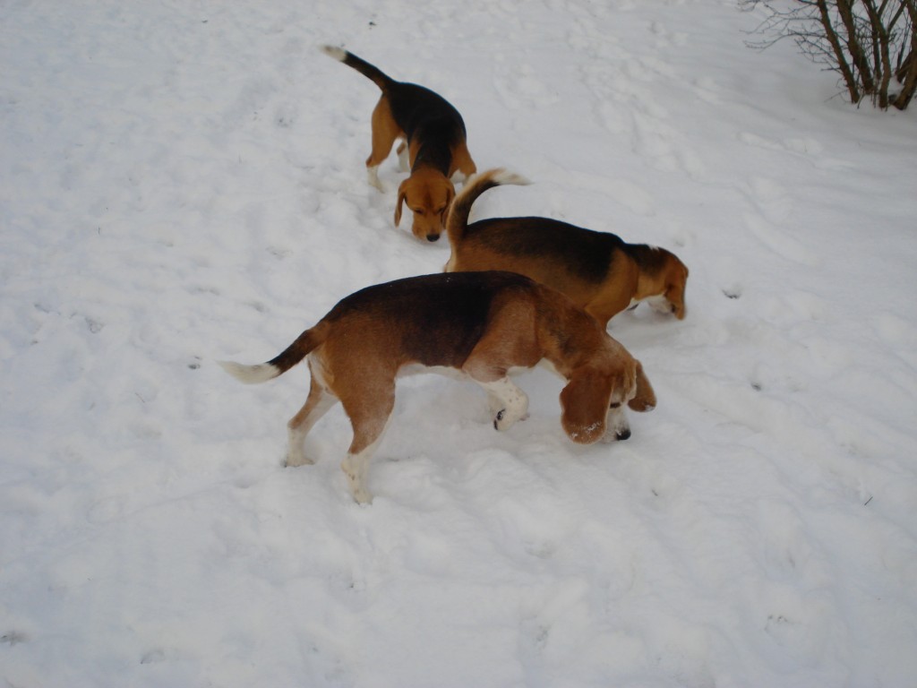 Beaglepack