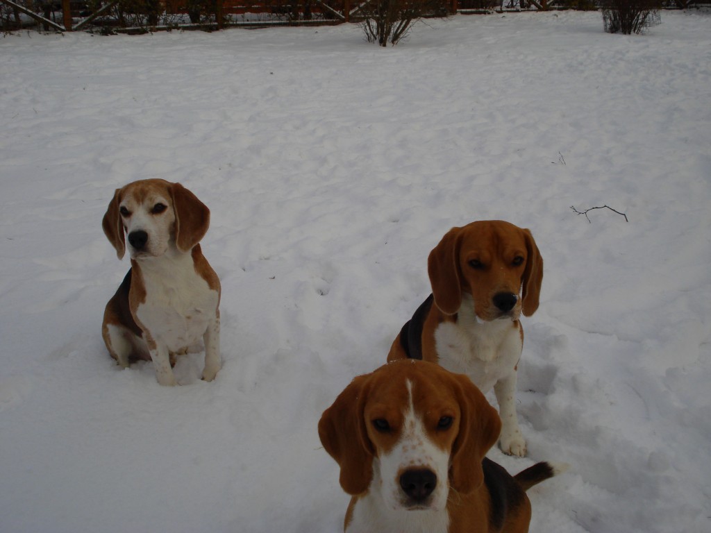 Beaglepack