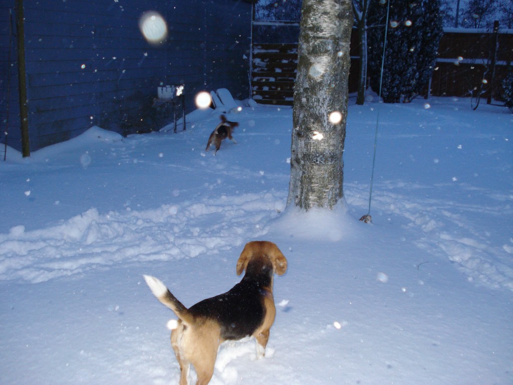 Beaglepack.dk