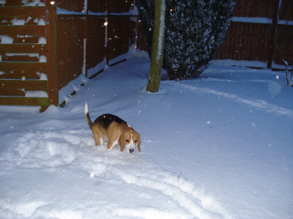 Beaglepack.dk