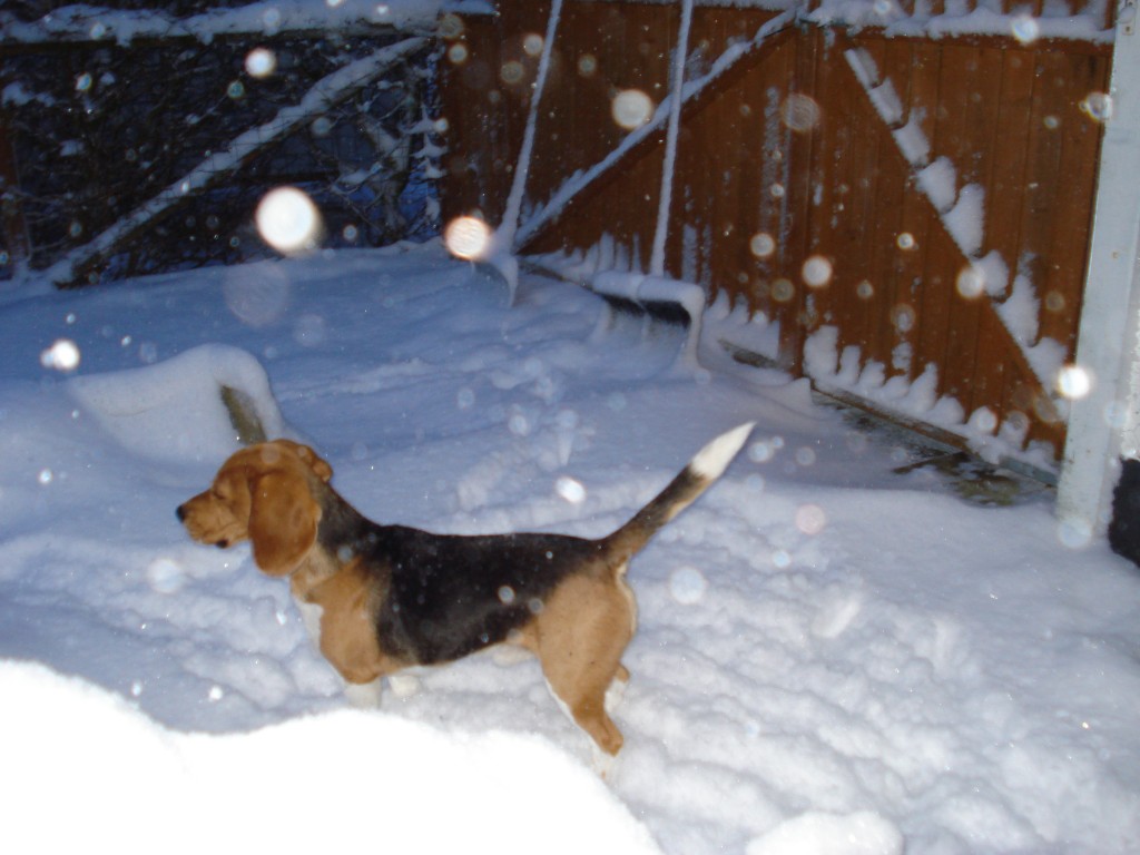 Beaglepack.dk