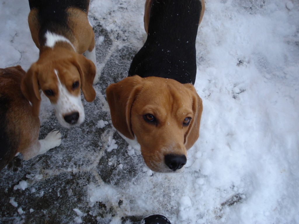 Beaglepack.dk