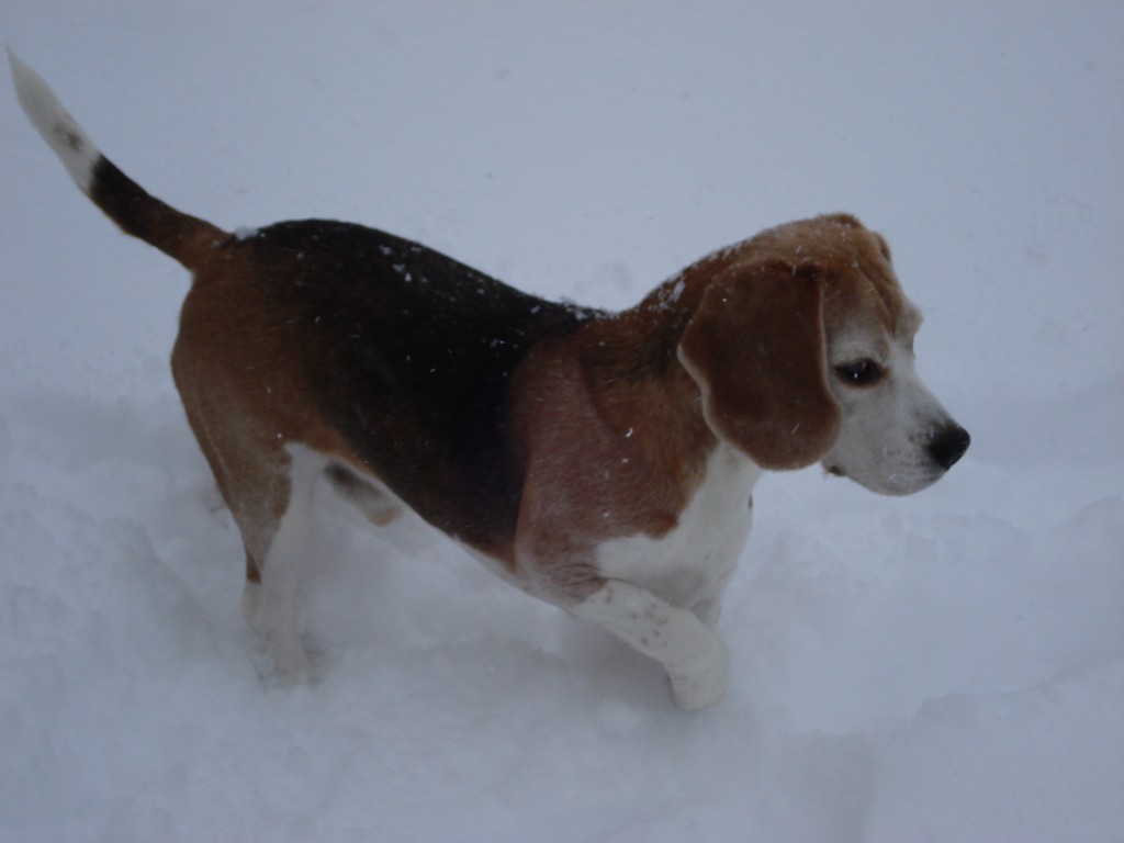 Beaglepack.dk