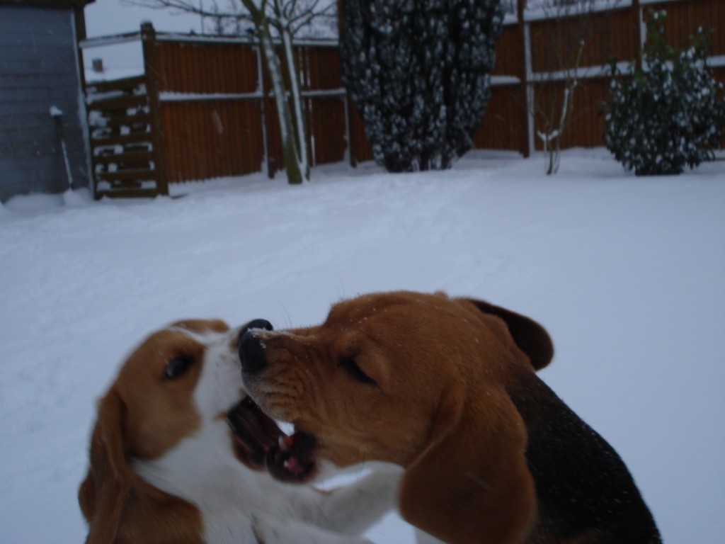 Beaglepack.dk