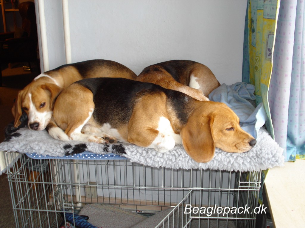 Beaglepack
