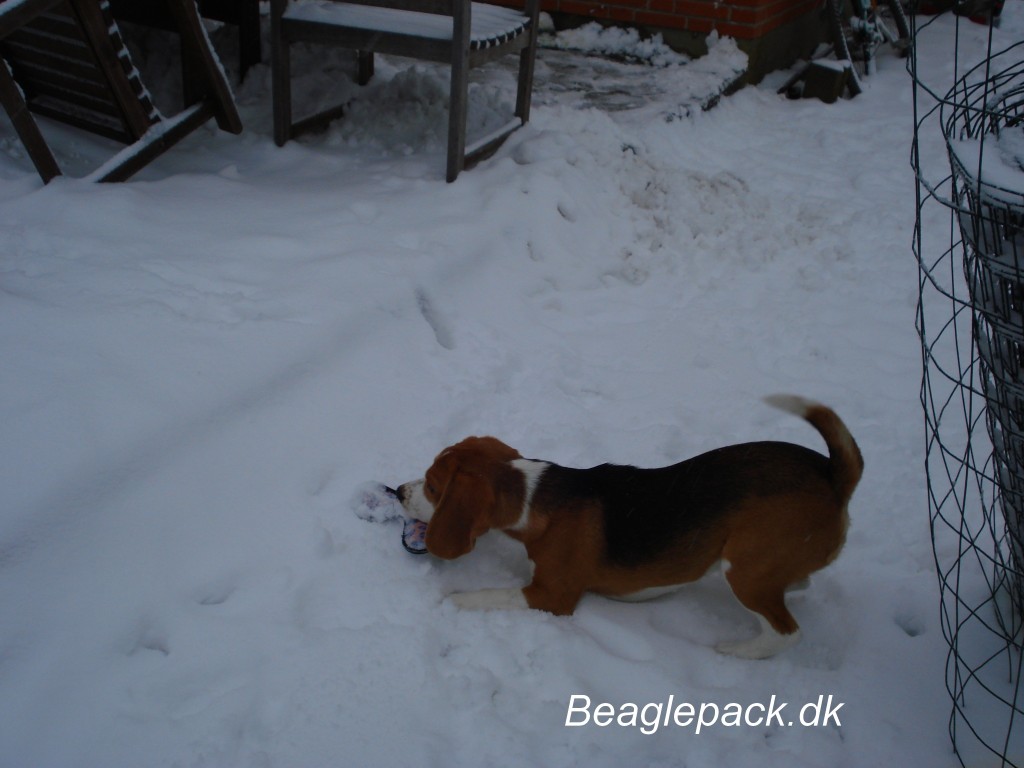 Darwin The Speed Runner