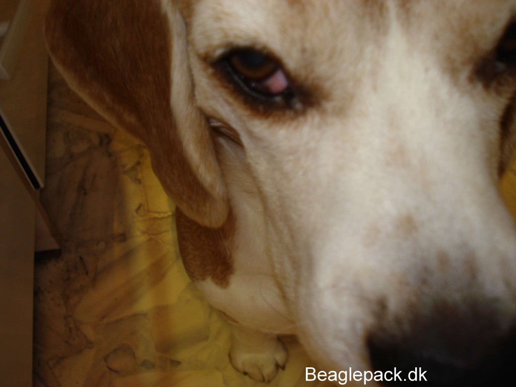 Cherry eye