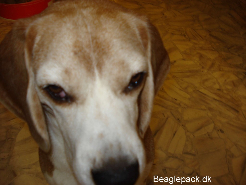 Cherry Eye