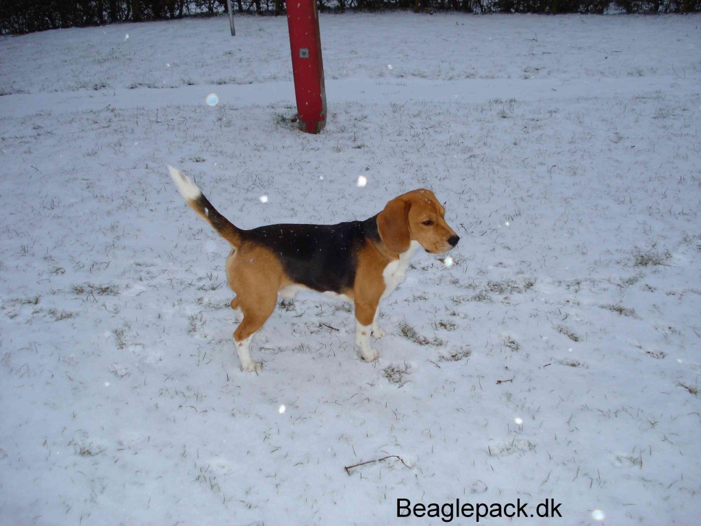 Oscar "Kom nu Darwin"